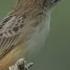 Cici Padi Cisticola Juncidis