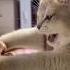 How A Cat Reacts When You Kiss It Cats Funny Cats Cute Funnyanimals Pets Petvideos