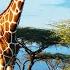 Hunting The Tallest Land Animal On Earth The Giraffe