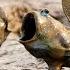 This Fish That Doesn T Live In Water Is The Mudskipper