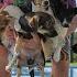 Teaching Puppies To Swim For The First Time Love Furry Friends Shelter