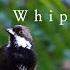 Eastern Whipbird Calling Australian Bird Sounds