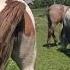 Stallion Went For A Walk In A Herd Of Mares Beautiful Horses