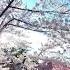 4K Hirosaki Castle With Japan Royal Service The Most Beautiful Cherry Blossom In Japan 弘前城