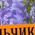 Начинаем выращивать колокольчики Посев колокольчиков на рассаду