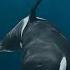 Why Do Pilot Whales TERRIFY Orca