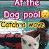 Husky Stunned Reaction At Dog Pool Funny Music Dog PawsomePalsClub