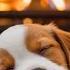 Deep Sleep Music For Dogs Anti Anxiety Music For Dogs Music Help Your Dog Sleep After 30minutes