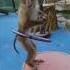 Monkey Playing With Hula Hoops Shorts Animals