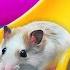 Hamster Escapes The MEGA AQUAPARK MAZE OBSTACLE COURSE