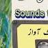 Use This Sound To Catch Quail At Night Batair Ki Awaz Rat K Lia