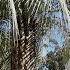 Pindo Palm