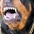 Eeeee Eeeerrreee Angry Rottweiler Barking Sound Rottweiler Angrypuppy Angrydog Funny Puppyvideo