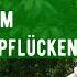 Kirschen Ernten Tipps Zum Sauerkirschen Pflücken