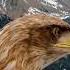 From Captivity To Wildlife Crossed Destinies Of Eagles