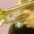 Maynard Ferguson Gonna Fly Now Mike Douglas Show 1977