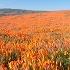 Antelope Valley CA Poppy Reeserve 360 Video