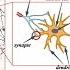 Neural Networks 4 McCulloch Pitts Neuron