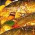 The Secret To Cooking Delicious BIG FISH A Turkish Chef Taught Me Very Delicious Recipe