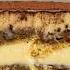 Tiramisu From Scratch To The Gourmet Extreme Version With Floriano Pellegrino And Isabella Potì