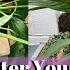 How To Water Your Peace Lily