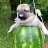 Pug Swinging In A Watermelon Swing ViralHog