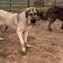 When Our Livestock Guardian Dogs Donkey And Mule Team Up To Protect You Know It S Serious