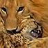 Male Lions Brutally Attack Cheetahs Full Episode Cat Wars Lion Vs Cheetah Serengeti