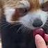 Red Pandas Eat Grapes Sooo Yummy