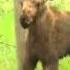 Moose Calf Rescued From Barbed Wire Fence