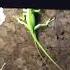 Green Anoles Mating