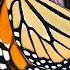 U S Fish Wildlife Service Monarch Announcement