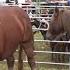 Feria De SAN LUCAS Ganado Y Mercadillo En HOZNAYO 19 Oct 2024