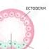 Developmental Patterns In Animals Fertilization Cleavage Morula Blastula Gastrula Zygote