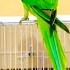 New Cage For MY Alexandrine Baby Size Breed Tips Info In Hindi BY RAY DANISH ALI