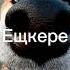 Собака с надписью ещкере под песню женщина я не танцую 1 час