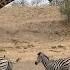 Giraffe And Zebra And Wildebeest Amazing Beautiful Interaction