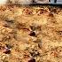 Cooking A Huge Plov In Tashkent For 3 000 People Uzbekistan Shocks With Its Food