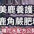 晴花鹿苑 養護經驗分享 鹿角蕨該如何施肥 小苗施肥教戰守則 鹿角蕨 鹿角蕨養護 肥料 施肥 肥傷搶救