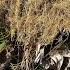 Incredible Farmer Revives Palm Tree Through Kicking Out Dead Trunks And Straw After Rice Harvest