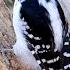 Hairy Woodpecker Sax Zim Bog