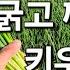 김장쪽파 7주차 김장쪽파 굵고 깨끗하게 키우는 방법