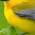 Birds Sound Ringtone Sweet Voice Message Ringtone Youtubevideo Birds Soundeffect