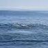 Orcas Jumping Out The Sea Kamchatka Russia