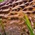 Corncrake Коростель