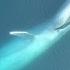 See Blue Whales Lunge For Dinner In Beautiful Drone Footage National Geographic