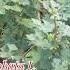 ஒட டட ட Malvaceae Urena Lobata Shrub Medicinal Plants