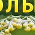 ПОЛЫНЬ ГОРЬКАЯ лечебные свойства Применение Трава от паразитов