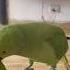 Mammi Nahi To Khana Nahi Kiviparrot Shortvideos Talkingparrot