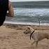 Goa Beach Dog Playing Football With Visitors Shashimourya